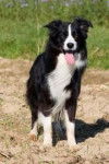 azulito - Border Collie (7 mois)