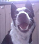 My dog, Lucky - Border Collie M&acirc;le (4 ans)