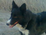 adra - Border Collie (1 an)