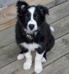 Camila - Border Collie (8 mois)