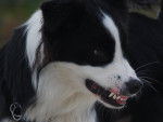 Blaze - Border Collie M&acirc;le (3 ans)