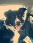Oscar - Border Collie M&acirc;le (7 mois)