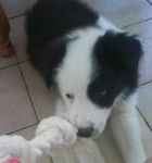 Kirra - Border Collie (2 ans)