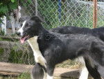 Aleshanee - Border Collie (1 an)