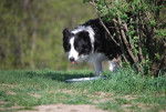 Shoreland's Blaze In My Heart - Border Collie M&acirc;le (3 ans)