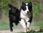 Shoreland's Blaze In My Heart - Border Collie M&acirc;le (3 ans)