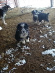 colby - Border Collie M&acirc;le (2 ans)