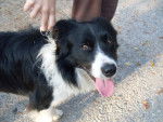 Gea - Border Collie (3 ans)