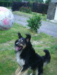 Enko le fou du ballon - Border Collie M&acirc;le (2 ans)