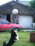 Enko jouant au ballon avec sa t&ecirc;te - Border Collie M&acirc;le (2 ans)