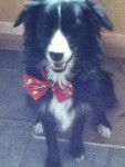 Miley - Border Collie (3 ans)