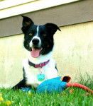 Bella - Border Collie (3 ans)