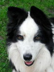vice - Border Collie M&acirc;le (8 ans)