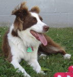 Joy - Border Collie (3 ans)