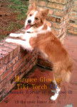 Gold Border Collie - Border Collie (1 an)