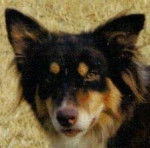 Sam - Border Collie M&acirc;le (5 mois)