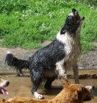 Jake - Border Collie M&acirc;le (4 ans)