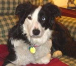 Chico,el perro de mi tio abuelo - Border Collie M&acirc;le (3 ans)