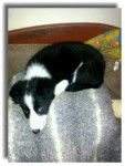 flicker - Border Collie M&acirc;le (4 mois)