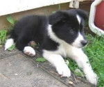 tyla - Border Collie (6 mois)