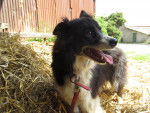 Sa&iuml;da - Border Collie (10 ans)