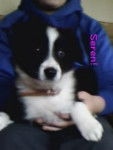 Seren - Border Collie (1 an)