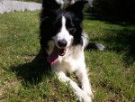 mon chien - Border Collie M&acirc;le (2 ans)