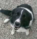 Shep-Was going to be shot by a Farmer who owned him - Border Collie (2 mois)