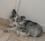 pilou - Border Collie M&acirc;le (2 ans)