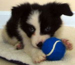 Erness - Border Collie