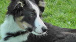 Mein hund Mila - Border Collie (7 mois)