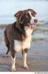 Border Collie Blanco y Marron - Border Collie (3 ans)