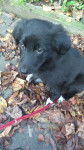 Liya - Border Collie (2 mois)