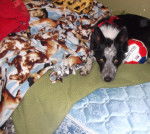 Chloe - Border Collie (7 ans)