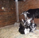 Chloe - Border Collie (7 ans)
