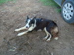 Reina - Border Collie