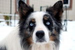 Blue Eyes - Border Collie M&acirc;le (6 ans)