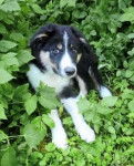 Ice - Border Collie M&acirc;le (7 mois)