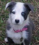 Jessie - Border Collie (5 mois)