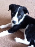 Gelly - Border Collie M&acirc;le (5 mois)