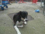 lizzie - Border Collie (2 ans)