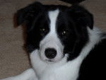 Blaze - Border Collie M&acirc;le (10 mois)