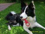 galia - Border Collie (2 ans)