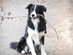 Tao - Border Collie M&acirc;le (8 ans)