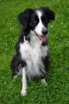 Koda - Border Collie (4 ans)