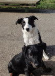 Hawk et Hitch - Border Collie M&acirc;le (6 mois)