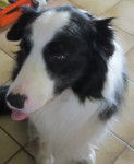 Gavroche - Border Collie M&acirc;le (7 ans)