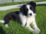 Luna(de pequeña) - Border Collie (3 mois)