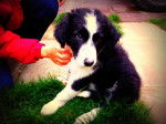 Harack - Border Collie M&acirc;le (4 mois)