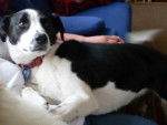 Molly - Border Collie